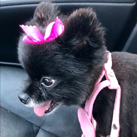 Accessories - Lulu the therapy doggy Accessories - Lulu the therapy doggy
